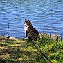 cat, leash, grass, lake, water, fishing_rod, rocks, outdoor, nature, sunlight, animal, pet, calm, sitting, daytime, reflection, greenery, fur, mammal, peaceful