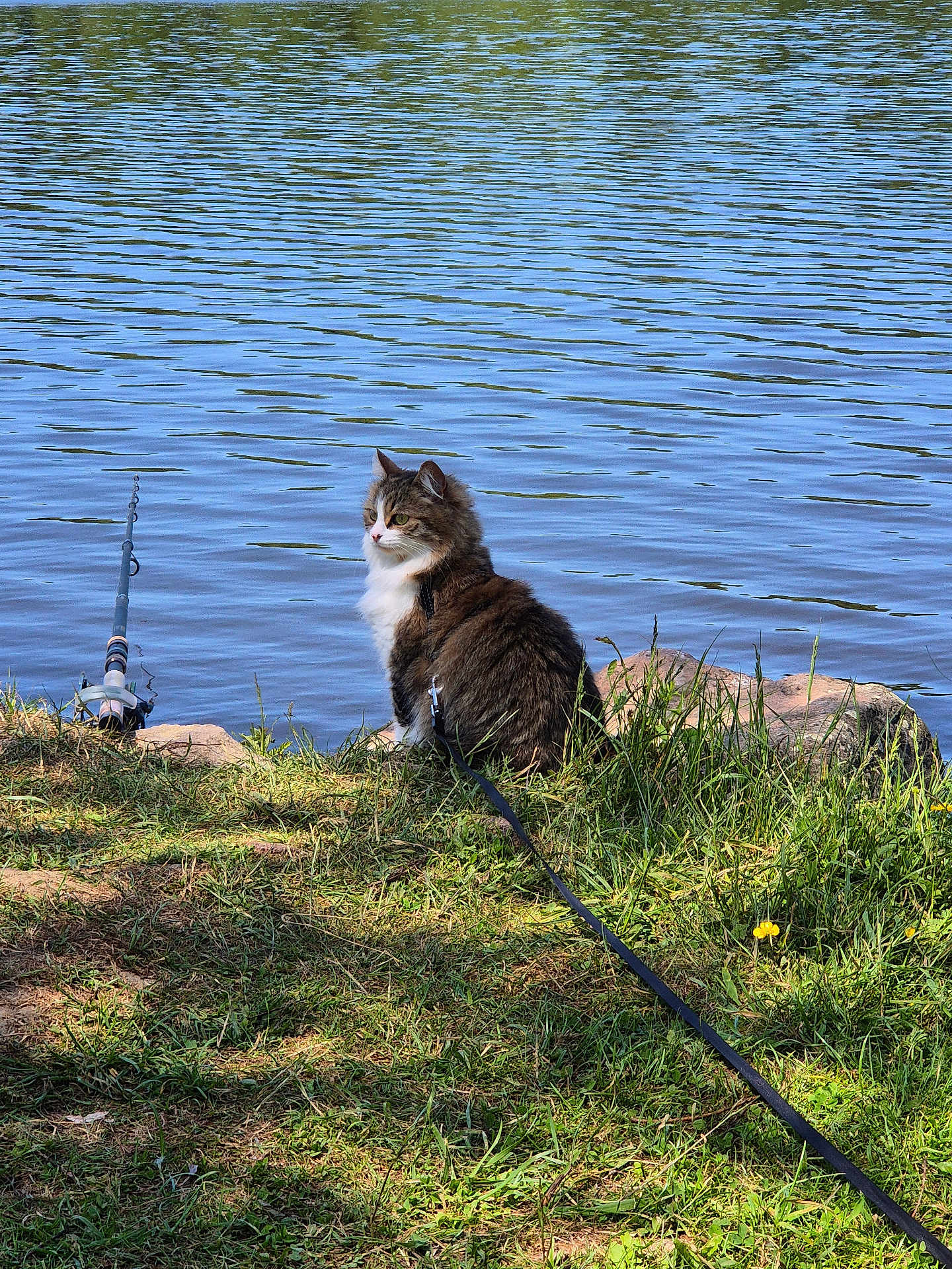 Chipie a rejoint le concours — aidez-le/la à gagner de superbes lots ! cat, leash, grass, lake, water, fishing_rod, rocks, outdoor, nature, sunlight, animal, pet, calm, sitting, daytime, reflection, greenery, fur, mammal, peaceful