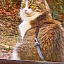 alert, animal, cat, closeup, domestic_cat, fluffy, fur, garden, harness, leash, leaves, mammal, nature, outdoor, pet, side_view, sitting, tabby, whiskers, yellow_eyes