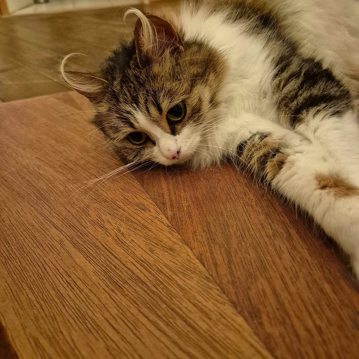 Chipie participe au concours pour gagner de l'argent avec cette photo : animal, cat, close_up, cozy, cute, domestic, ears, floor, fluffy, fur, household, indoor, lying_down, mammal, pet, relaxed, tabby, whiskers, white_fur, wooden_surface