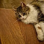 animal, brown, cat, close_up, cozy, curious, domestic_animal, ears, feline, floor, fluffy, indoor, lying_down, paws, pet, resting, striped, whiskers, white, wooden_floor