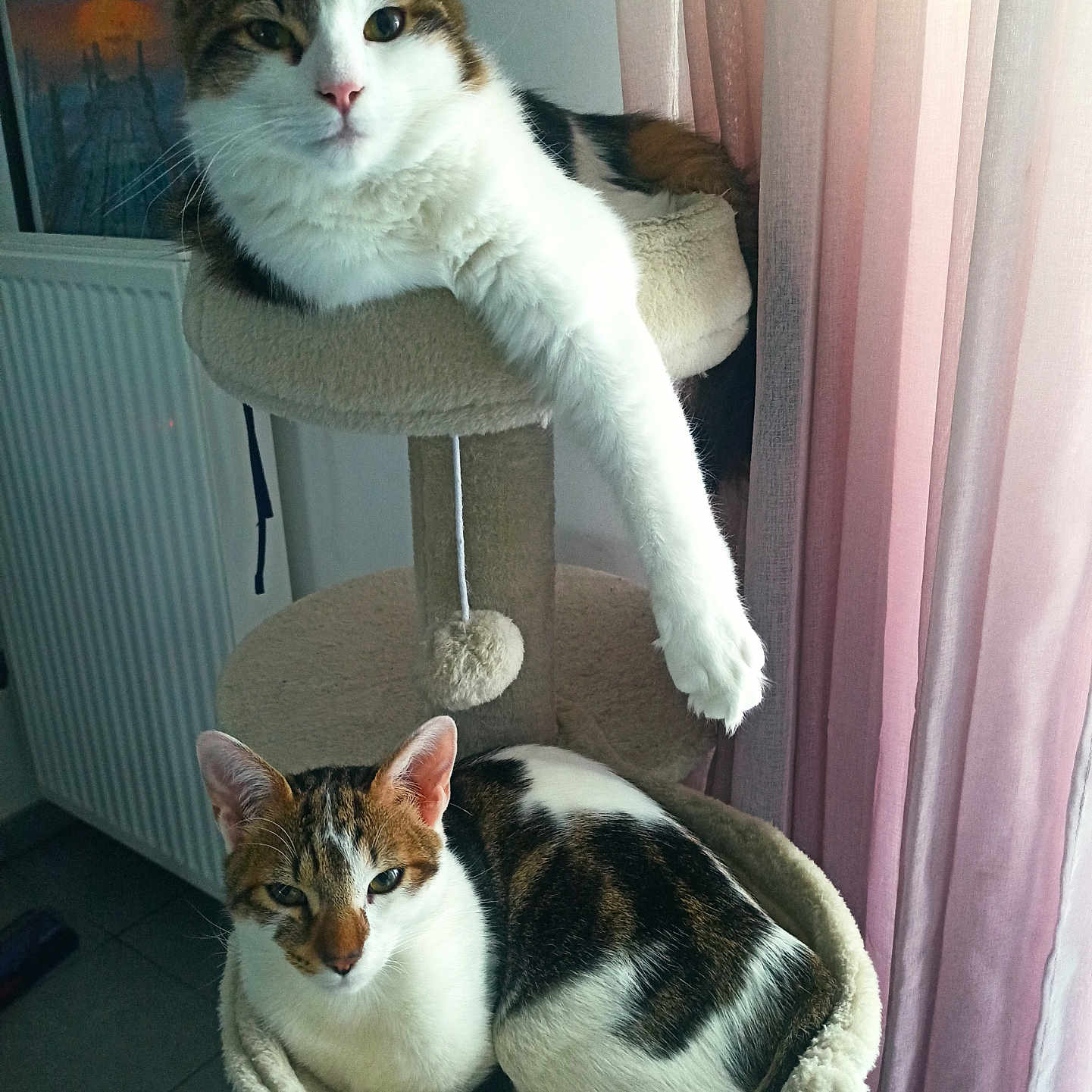 Vans Et Zine participe au concours pour gagner de l'argent avec cette photo : abyssinian, animal, architecture, armchair, basket, building, cat, chair, couch, curtain, cushion, furniture, homedecor, indoors, kitten, linen, livingroom, manx, pet, room