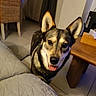 dog, pet, indoor, floor, table, chair, couch, curtain, happy, tongue_out, ears, looking, animal, mammal, tile_floor, wooden_table, furniture, cozy, domestic, companion