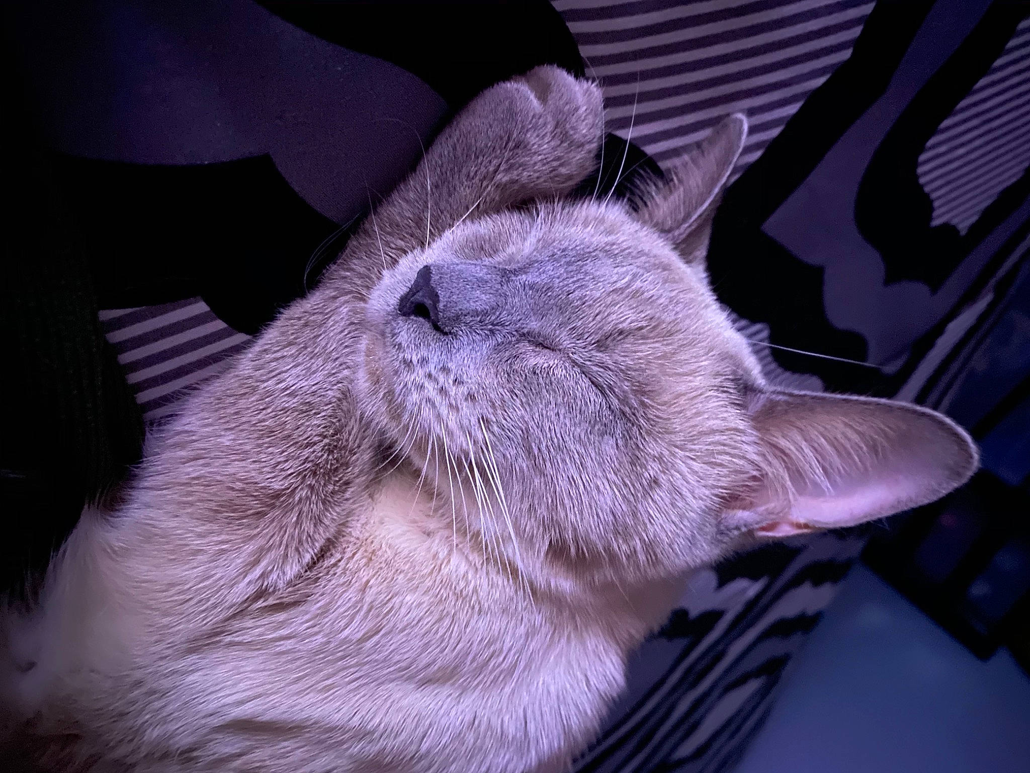 Sevi is registered to the contest to win money with this photo: carnivore, cat, felidae, fur, nap, small_to_medium_sized_cats, snout, thai, whiskers