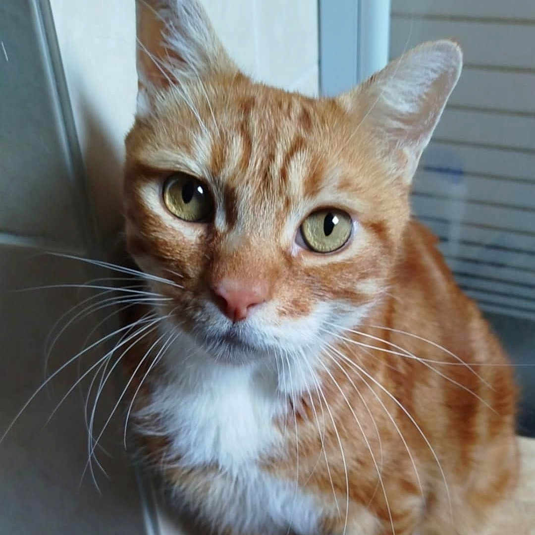 Nougat participe au concours pour gagner de l'argent avec cette photo : abyssinian, angora, animal, cat, citrusfruit, door, food, fruit, hardwood, kitten, manx, orange, pet, plant, produce, wood