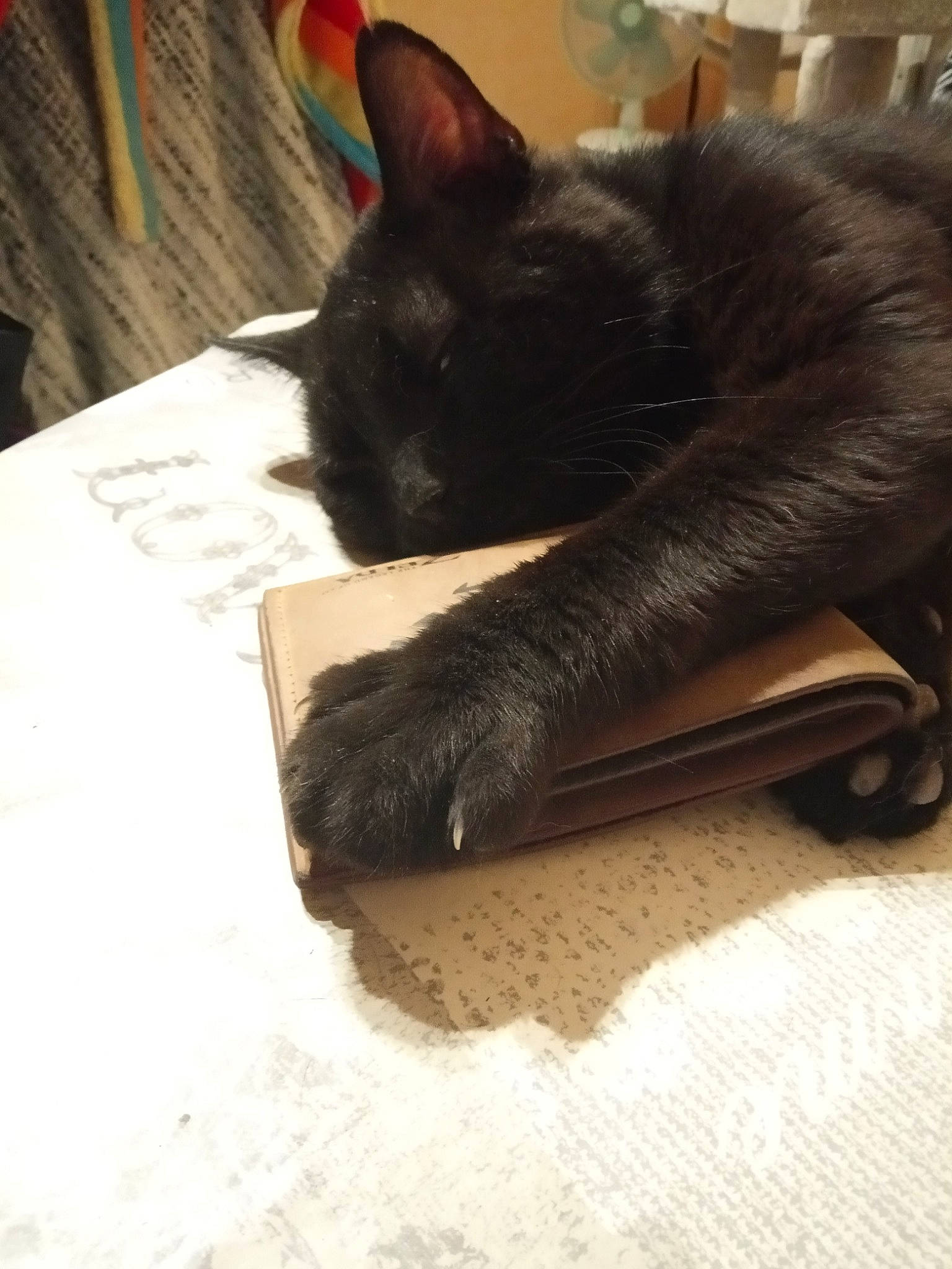 Zorro a rejoint le concours — aidez-le/la à gagner de superbes lots ! asian, black_cat, bombay, burmese, carnivore, cat, domestic_short_haired_cat, felidae, fur, havana_brown, korat, small_to_medium_sized_cats, snout, tail, whiskers