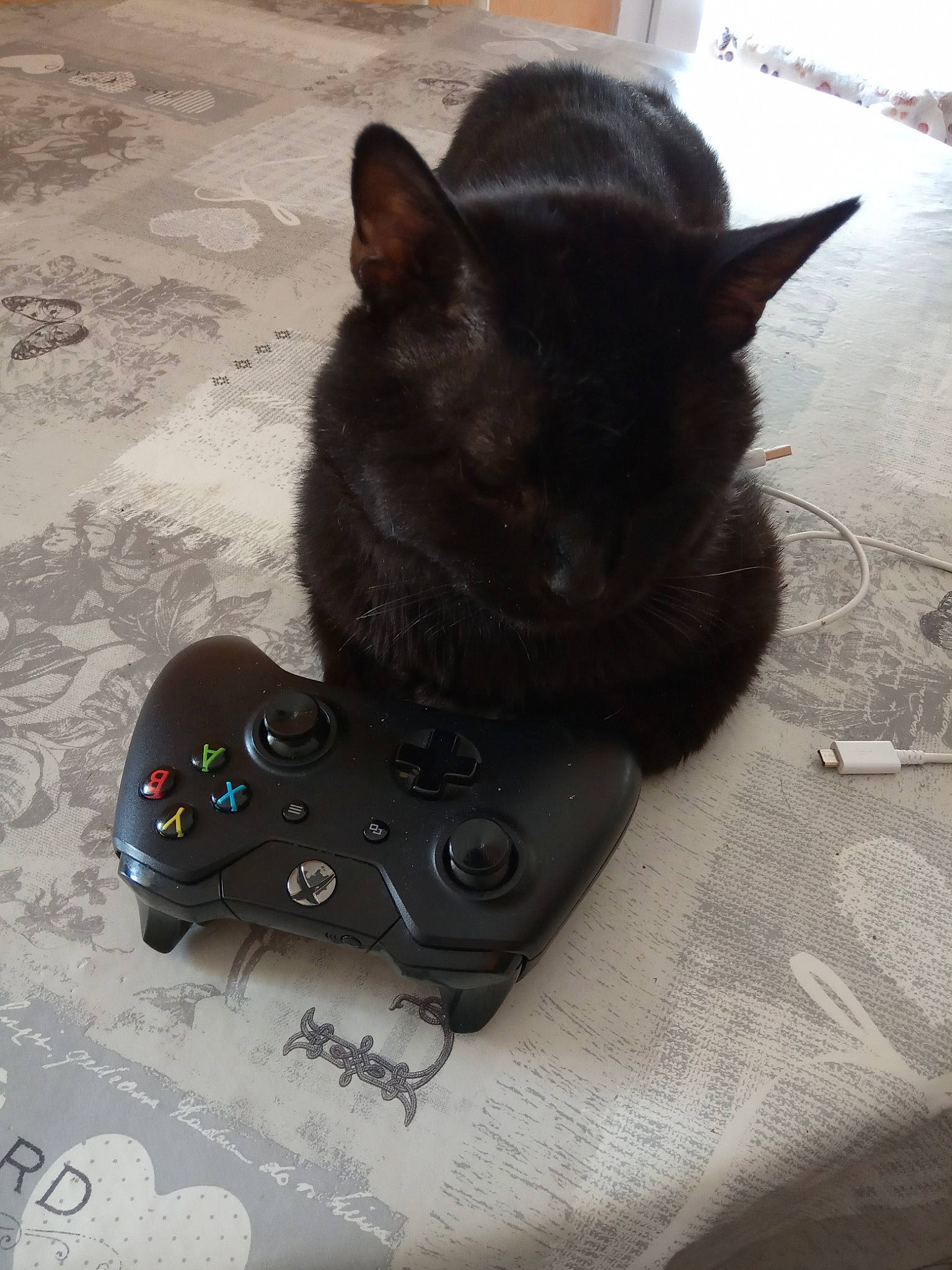 Zorro a rejoint le concours — aidez-le/la à gagner de superbes lots ! black, black_cat, burmese, carnivore, cat, ear, electronic_device, fawn, felidae, gadget, small_to_medium_sized_cats, snout, technology, whiskers