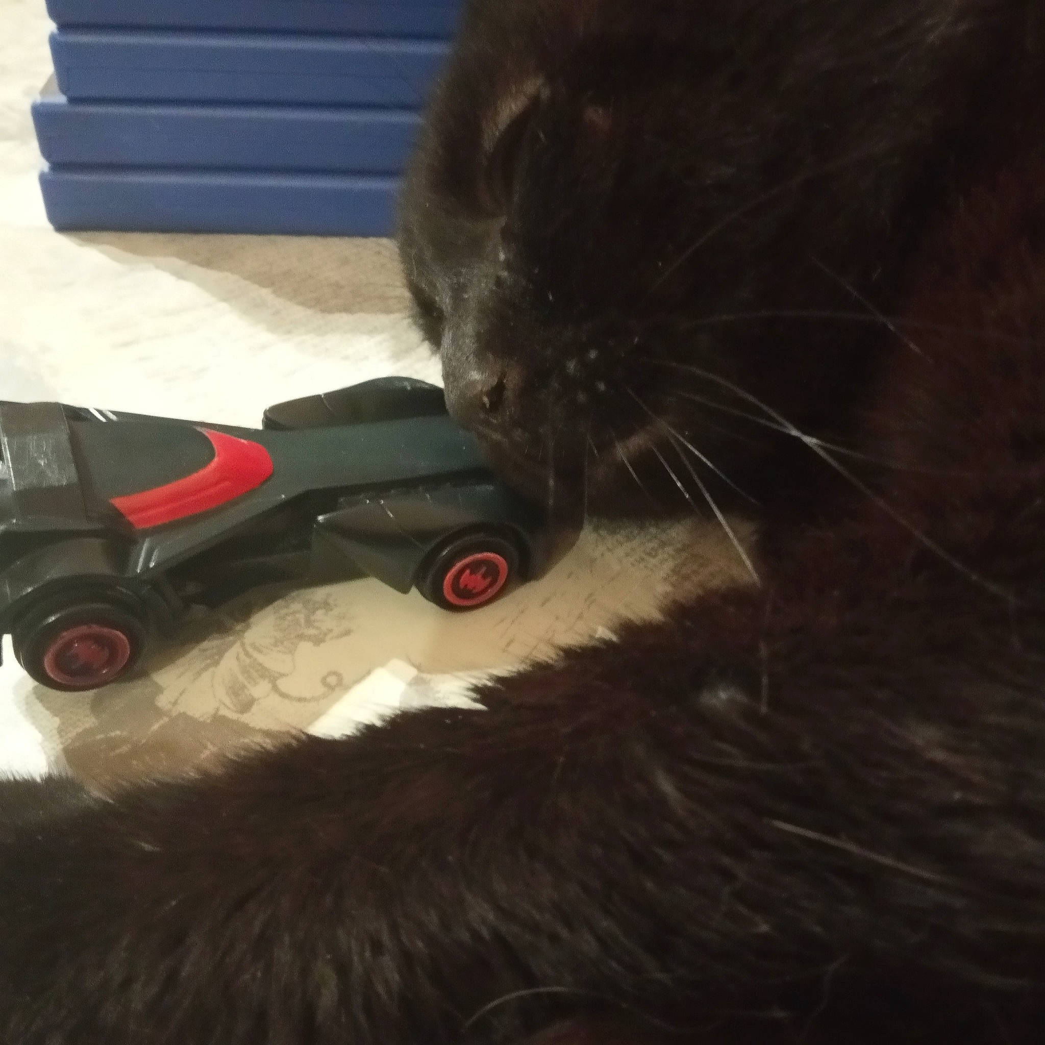 Zorro a rejoint le concours — aidez-le/la à gagner de superbes lots ! black, black_cat, carnivore, cat, ear, felidae, fur, hair, long_hair, small_to_medium_sized_cats, snout, tail, technology, whiskers