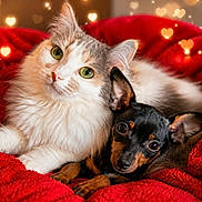 Asouna .bianca a rejoint le concours — aidez-le/la à gagner de superbes lots ! adorable, animal_companions, black_and_tan, cat, close_up, cozy, cute, dog, fluffy_cat, friendship, furry, green_eyes, heart_bokeh, indoor, pets, red_blanket, relaxed, small_dog, snuggling, warm