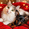 adorable, animal_companions, black_and_tan, cat, close_up, cozy, cute, dog, fluffy_cat, friendship, furry, green_eyes, heart_bokeh, indoor, pets, red_blanket, relaxed, small_dog, snuggling, warm