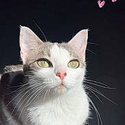 Mira participe au concours pour gagner de l'argent avec cette photo : cat, pet, animal, feline, whiskers, green_eyes, sunlight, shadow, closeup, portrait, curious, cute, indoor, pink_hearts, fur, nose, ears, face, adorable, looking_up