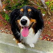 Appa is registered to the contest to win money with this photo: dog, tricolor, tongue_out, happy, pet, animal, fur, outdoor, garden, greenery, concrete, closeup, canine, friendly, cute, tongue, smiling, nature, blurred_background, portrait