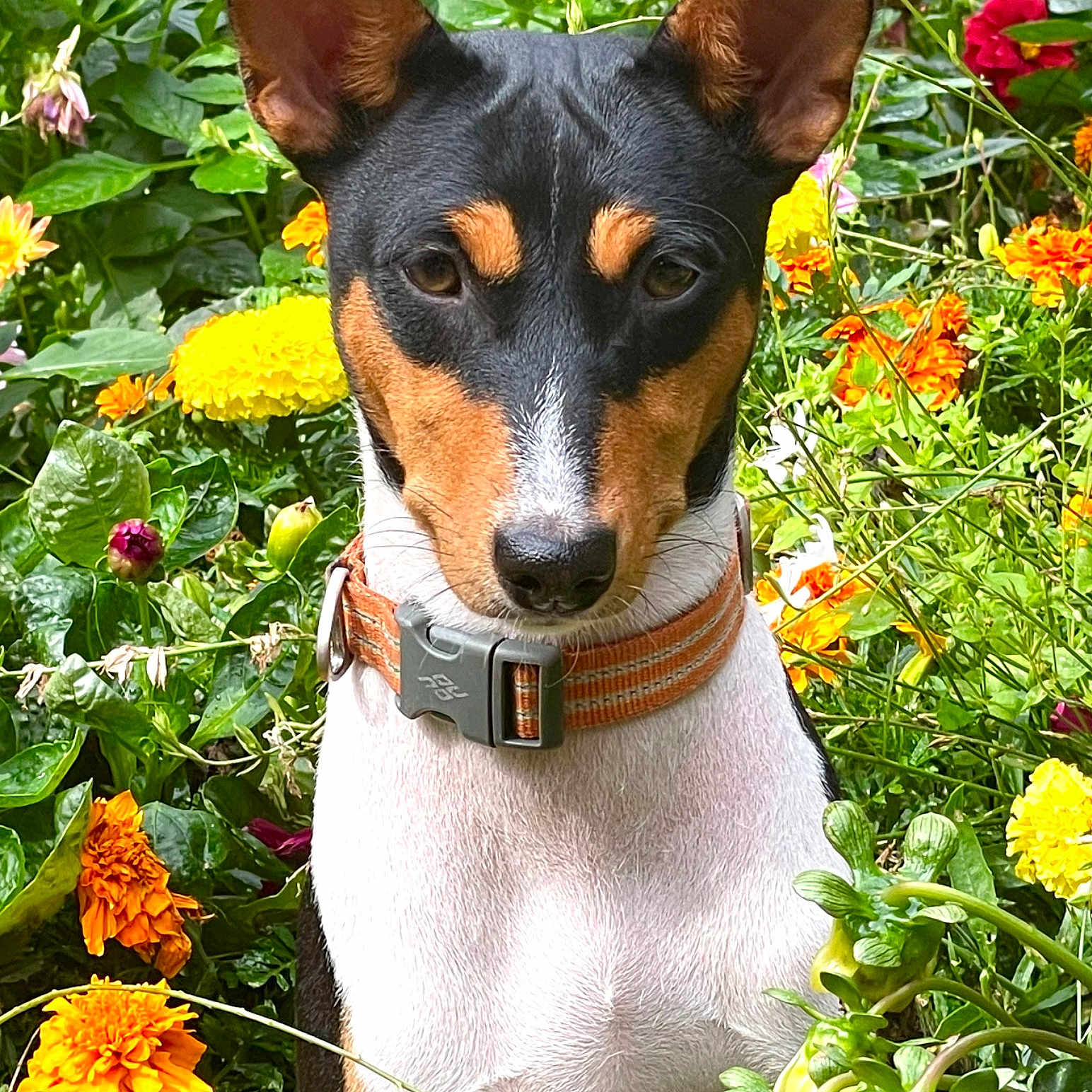 Tia