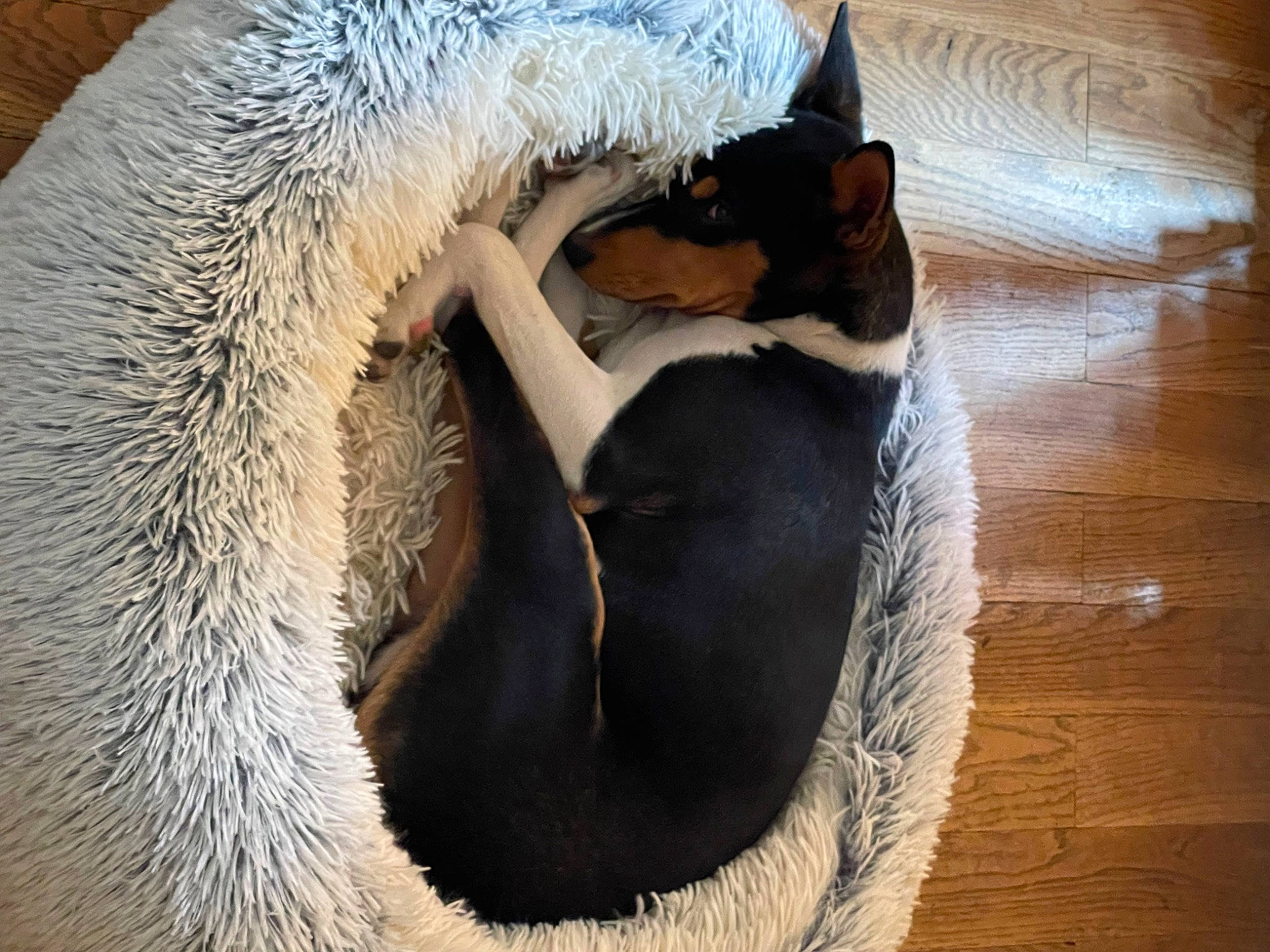 Tia a rejoint le concours — aidez-le/la à gagner de superbes lots ! canidae, carnivore, cat_bed, claw, comfort, companion_dog, dog_breed, fawn, felidae, fur, hardwood, paw, small_to_medium_sized_cats, snout, sporting_group, tail, terrestrial_animal, whiskers, wildlife, wood