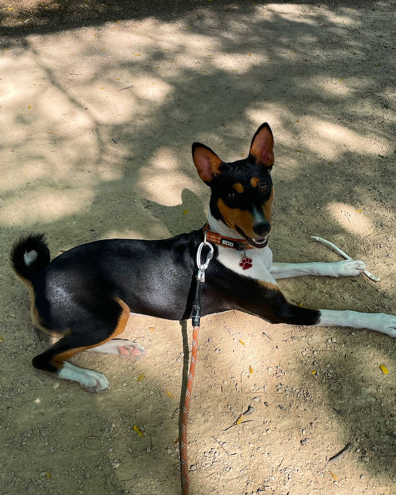 Tia participe au concours pour gagner de l'argent avec cette photo : ancient_dog_breeds, art, canidae, carnivore, collar, companion_dog, dog, dog_breed, dog_collar, dog_supply, fawn, hunting_dog, non_sporting_group, road_surface, snout, sporting_group, tail, terrestrial_animal, toy_dog, working_dog