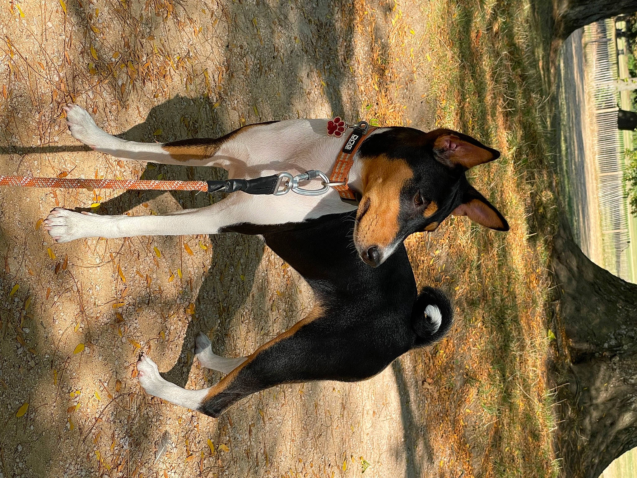 Tia participe au concours pour gagner de l'argent avec cette photo : adventure, canidae, carnivore, dog, dog_breed, fawn, fun, hat, leisure, plant, recreation, shadow, snout, soil, sporting_group, tail, tree, trunk, wood, working_animal