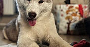 Natsu a rejoint le concours — aidez-le/la à gagner de superbes lots ! animal_face, blanket, close_up, companion, cozy, dog, ears, fur, home_interior, husky, indoor, looking_at_camera, paws, pet, playful, portrait, relaxed, shallow_depth_of_field, siberian_husky, tongue_out