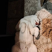 Natsu participe au concours pour gagner de l'argent avec cette photo : belly_up, closed_eyes, companion, cozy, cute, dog, floor, fluffy, fur_texture, indoors, muzzle, nap, paws, pet, plush_rug, relaxed, rug, sleeping, whiskers, white_fur
