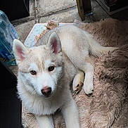 Natsu a rejoint le concours — aidez-le/la à gagner de superbes lots ! dog, husky, puppy, pet, white_fur, cream_fur, brown_eyes, paw, nose, ears, shaggy_rug, blanket, food_bowl, water_bottle, indoor, tiled_floor, looking_at_camera, cute, relaxed, pet_bed