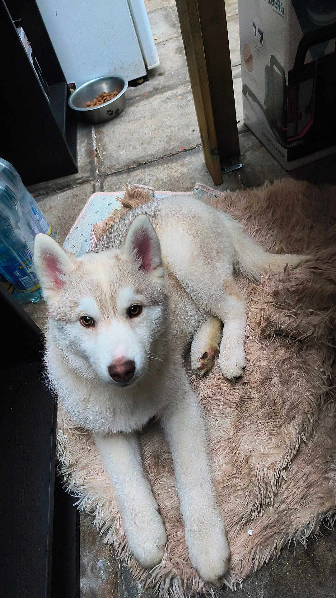 Natsu a rejoint le concours — aidez-le/la à gagner de superbes lots ! dog, husky, puppy, pet, white_fur, cream_fur, brown_eyes, paw, nose, ears, shaggy_rug, blanket, food_bowl, water_bottle, indoor, tiled_floor, looking_at_camera, cute, relaxed, pet_bed