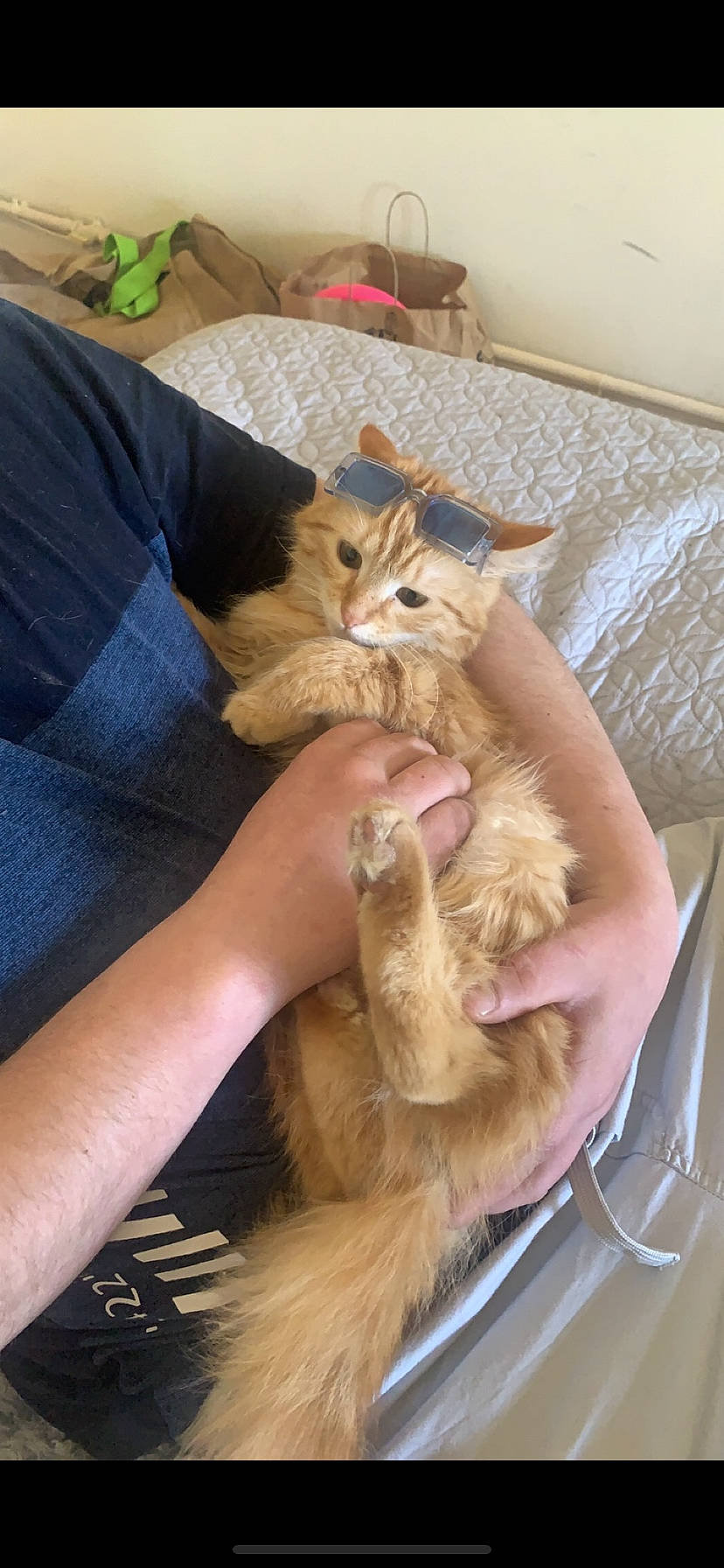 Simplet participe au concours pour gagner de l'argent avec cette photo : canidae, carnivore, cat, claw, comfort, companion_dog, dog_breed, domestic_short_haired_cat, fawn, felidae, fur, gesture, lap, nail, nap, paw, small_to_medium_sized_cats, sporting_group, tail, whiskers