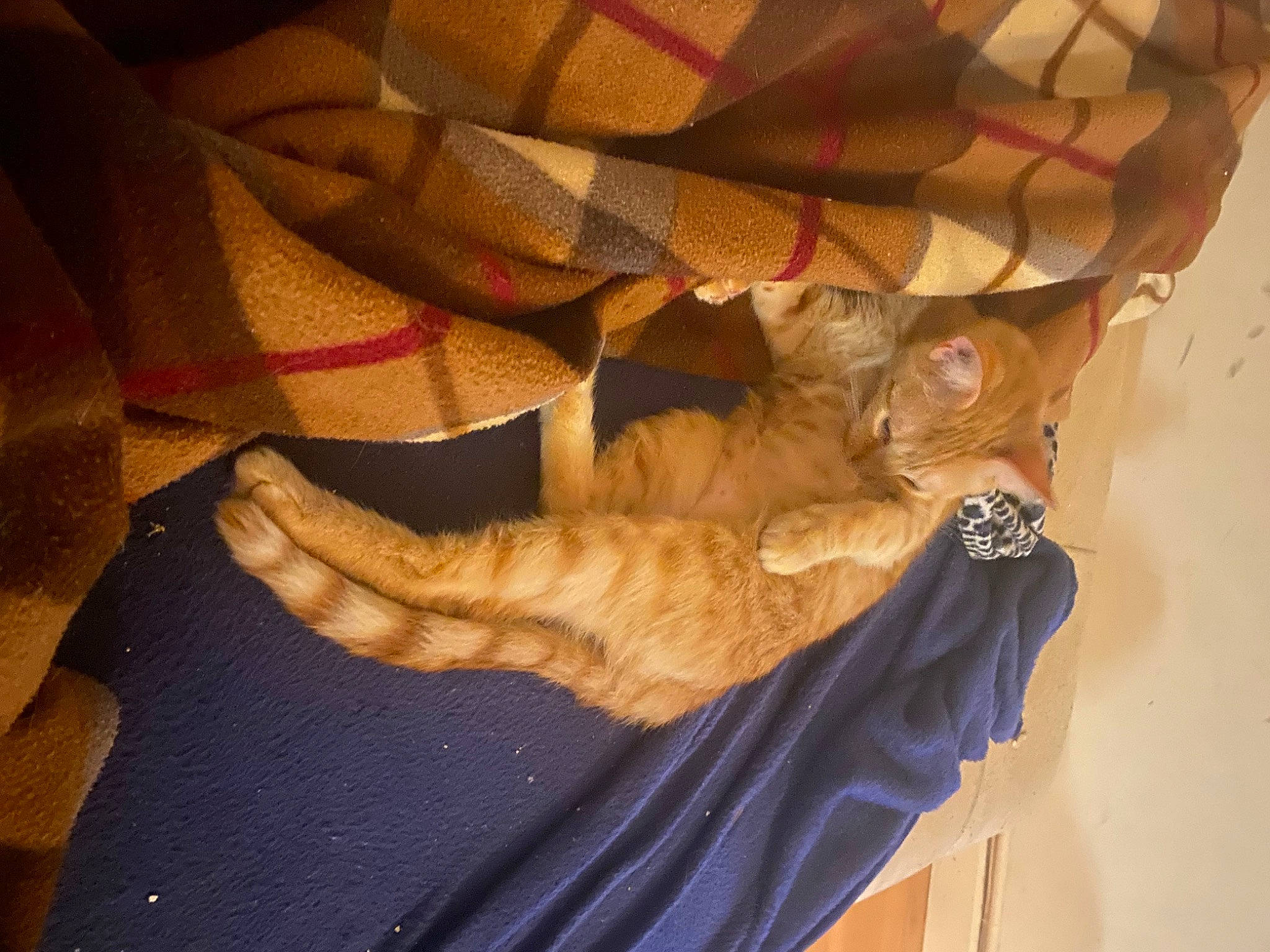 Sushi participe au concours pour gagner de l'argent avec cette photo : carmine, carnivore, cat, ceiling, comfort, domestic_short_haired_cat, felidae, flooring, fur, gesture, hardwood, human_leg, linens, pattern, peach, small_to_medium_sized_cats, tail, tints_and_shades, whiskers, wood