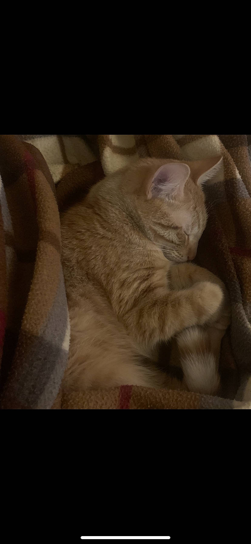 Sushi participe au concours pour gagner de l'argent avec cette photo : carnivore, cat, claw, comfort, darkness, domestic_short_haired_cat, fawn, felidae, fur, linens, nap, paw, photo_caption, sleep, small_to_medium_sized_cats, snout, tail, whiskers, wrinkle