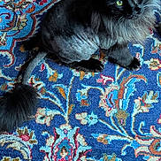 Ben joined the competition — help win amazing prizes! animal, black_cat, carpet, cat, cute, domestic_cat, feline, floor, fur, green_eyes, indoor, lion_cut, looking_up, mammal, patterned_carpet, pet, shaved_cat, sitting, tail, whiskers