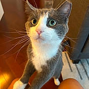 Nico is registered to the contest to win money with this photo: cat, gray_cat, white_cat, pet, indoor, wooden_floor, furniture, knees, curious, looking_up, whiskers, ears, paws, close_up, animal, domestic_animal, cute, friendly, young_cat, portrait