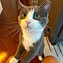 cat, gray_cat, white_cat, pet, indoor, wooden_floor, furniture, knees, curious, looking_up, whiskers, ears, paws, close_up, animal, domestic_animal, cute, friendly, young_cat, portrait