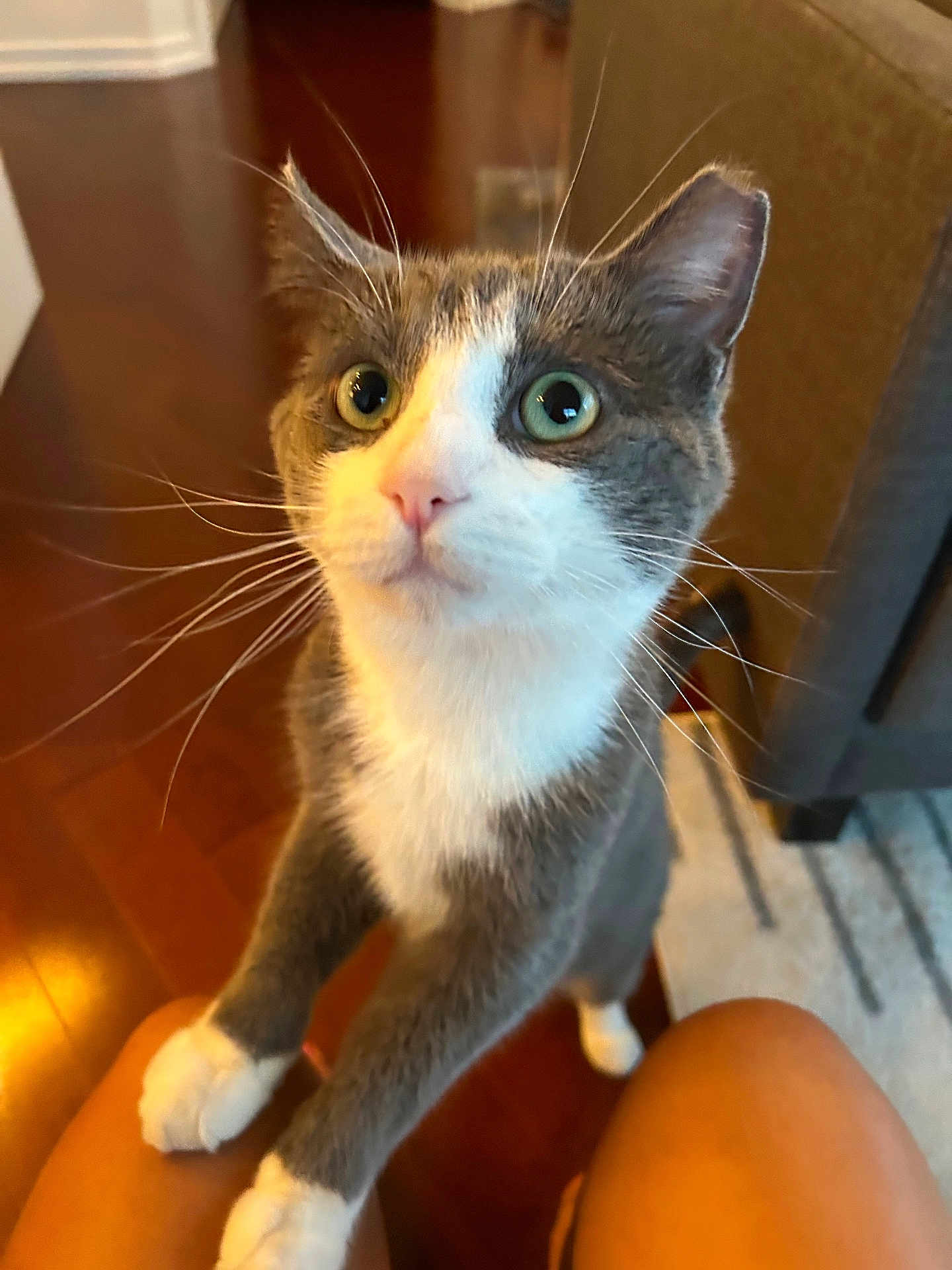 Nico is registered to the contest to win money with this photo: cat, gray_cat, white_cat, pet, indoor, wooden_floor, furniture, knees, curious, looking_up, whiskers, ears, paws, close_up, animal, domestic_animal, cute, friendly, young_cat, portrait