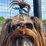 Drea is registered to the contest to win money with this photo: beard, blue_bow, bow, brown_fur, close_up, dog, funny, furry, long_hair, muzzle, nose, outdoor, pet, playful, portrait, shaggy_dog, stylish, sunglasses, sunlight, wire_fence