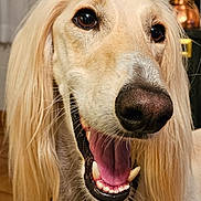 Anani is registered to the contest to win money with this photo: dog, canine, pet, close_up, long_hair, mouth_open, teeth, tongue, indoor, collar, brown_eyes, happy, animal, fur, snout, whiskers, domestic_animal, portrait, friendly, companion