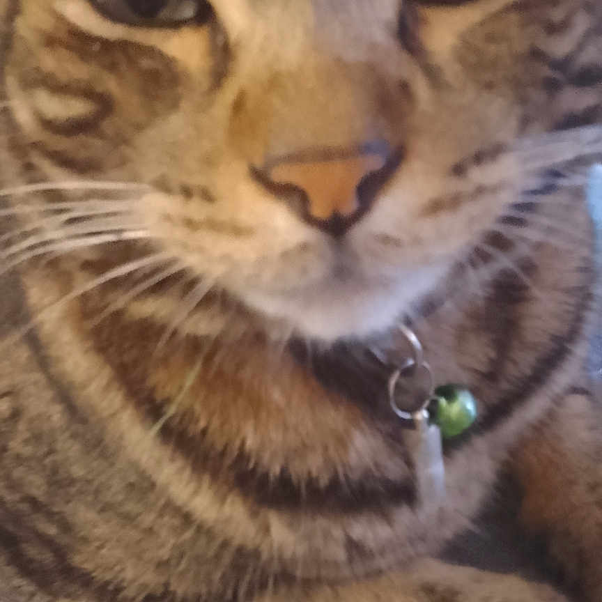 Félix