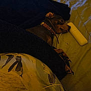 Daisy And Mango is registered to the contest to win money with this photo: animal, bed, blanket, brown, canine, collar, comfort, cozy, dog, fur, indoor, nighttime, paw, pet, pillow, quiet, relaxation, resting, sleeping, snuggled