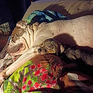 Daisy And Mango joined the competition — help win amazing prizes! animal, bed, blanket, brown, canine, comfort, cozy, dog, dogs, fur, indoor, large_dog, paw, pet, relaxation, resting, sleeping, small_dog, snuggle, white