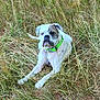 alert, animal, canine, collar, daytime, dog, dry_grass, ears, field, fur, grass, green_collar, ground, lying_down, nature, outdoor, pet, snout, tag, white_dog