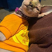 Cleo joined the competition — help win amazing prizes! sphynx_cat, cat, pet, orange_shirt, collar, hairless, wrinkles, lounging, indoor, fabric, texture, closeup, cute, feline, animal, domestic_animal, relaxing, brown, yellow, purple_collar