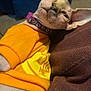 sphynx_cat, cat, pet, orange_shirt, collar, hairless, wrinkles, lounging, indoor, fabric, texture, closeup, cute, feline, animal, domestic_animal, relaxing, brown, yellow, purple_collar