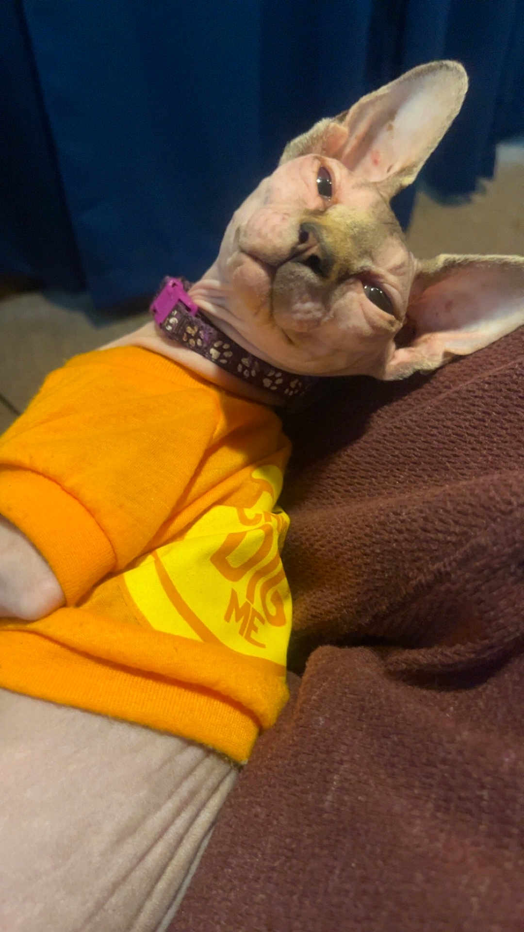 Cleo joined the competition — help win amazing prizes! sphynx_cat, cat, pet, orange_shirt, collar, hairless, wrinkles, lounging, indoor, fabric, texture, closeup, cute, feline, animal, domestic_animal, relaxing, brown, yellow, purple_collar