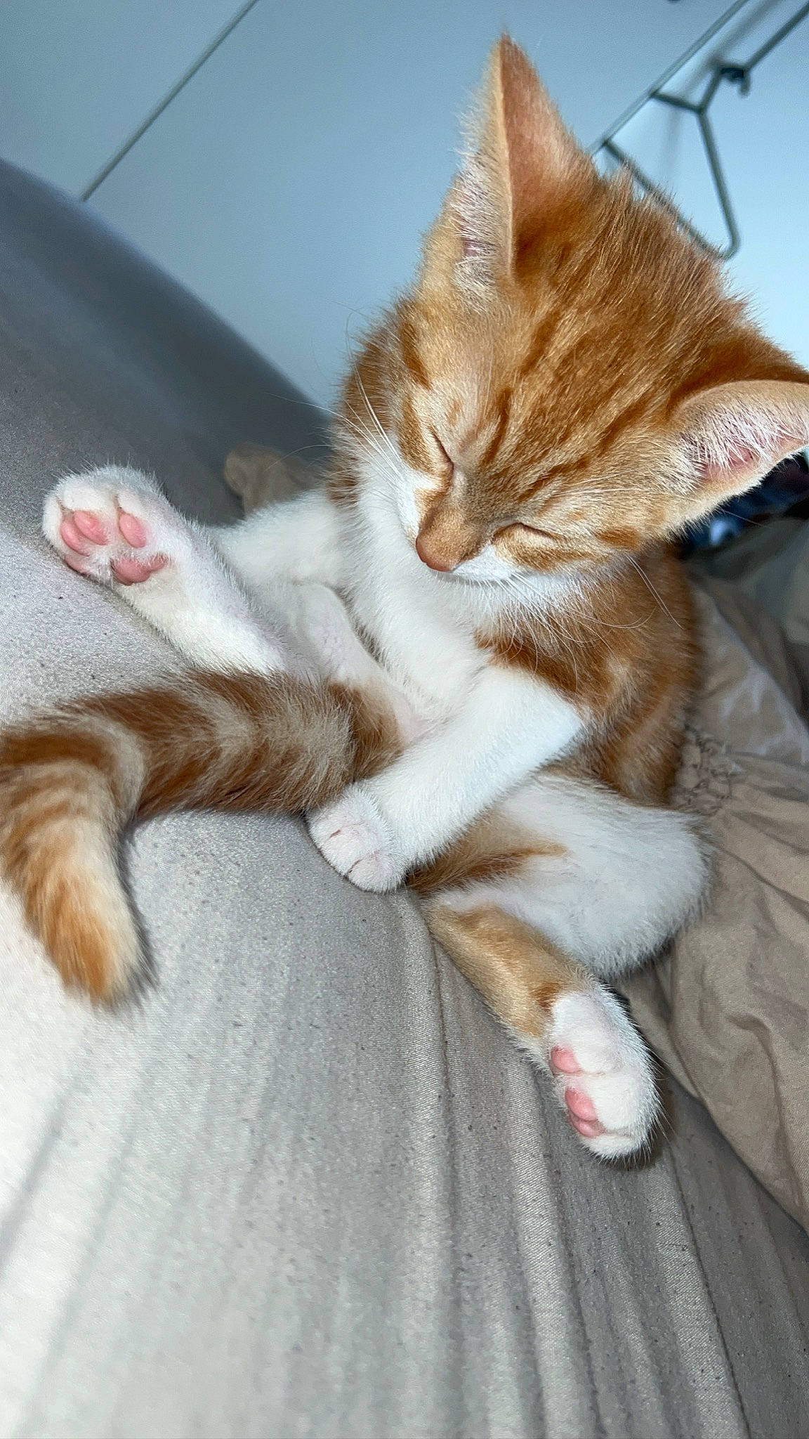 Gimli is registered to the contest to win money with this photo: carnivore, cat, claw, comfort, domestic_short_haired_cat, fawn, felidae, foot, fur, human_leg, lap, nap, paw, small_to_medium_sized_cats, snout, tail, whiskers