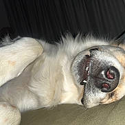 Maverick joined the competition — help win amazing prizes! dog, pet, sleeping, close_up, fluffy, smiling, lying_down, nose, paw, indoor, animal, cute, relaxed, muzzle, teeth, fur, face, portrait, canine, resting