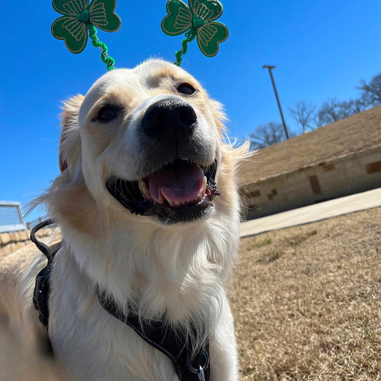 Maverick is registered to the contest to win money with this photo: animal, antennae, blue_sky, canine, cheerful, close_up, cute, daytime, dog, festive, golden_retriever, grass, happy, harness, outdoor, pet, shamrock, smiling, sunny, tongue_out