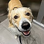 Maverick joined the competition — help win amazing prizes! dog, golden_retriever, pet, animal, canine, smiling, leash, floor, tile, indoor, close_up, friendly, happy, muzzle, ears, fur, brown_eyes, nose, mouth, companion