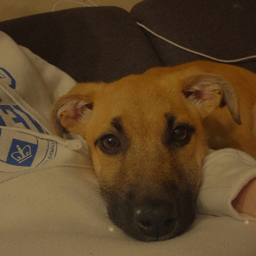 Nala a rejoint le concours — aidez-le/la à gagner de superbes lots ! brown_heart_emoji, close_up, comfort, companion, couch, cozy, dog, ears, eyes, face, fur, indoor, love, nostrils, person, pet, relaxation, resting, sweatshirt, warm
