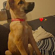 Nala participe au concours pour gagner de l'argent avec cette photo : dog, puppy, collar, sitting, sofa, couch, blanket, pillow, indoor, pet, animal, brown, fur, cute, side_view, looking, resting, cozy, home, heart_emoji