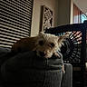 Honey is registered to the contest to win money with this photo: dog, pet, small_dog, scruffy_fur, white_fur, brown_fur, lying_down, resting, sleepy, face, eyes, nose, indoor, living_room, armchair, furniture, chair, fan, window_blinds, home_decor