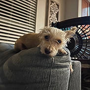 Honey is registered to the contest to win money with this photo: dog, small_dog, scruffy_dog, pet, animal, portrait, resting, lying_down, sofa, couch, furniture, indoor, home, living_room, chair, window, blinds, cozy, fluffy, relaxed