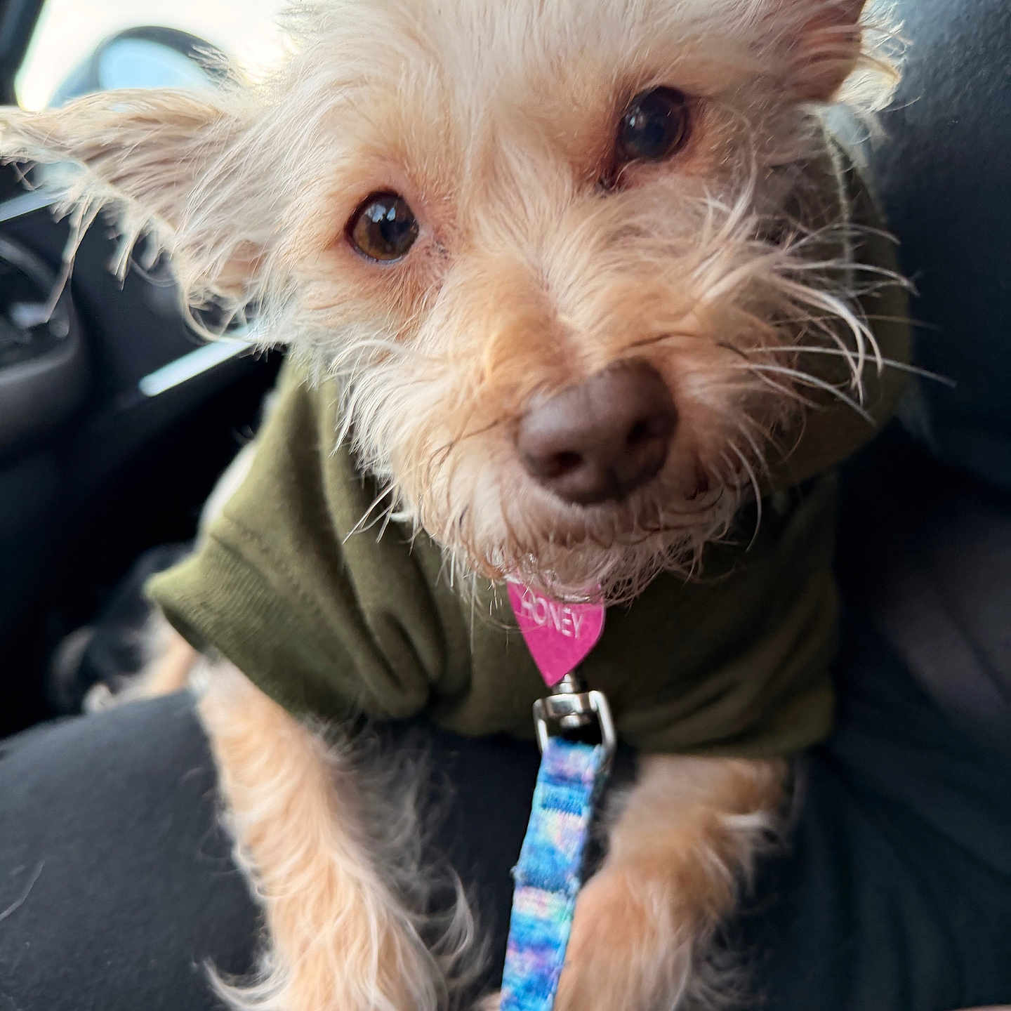 Honey joined the competition — help win amazing prizes! dog, puppy, small_dog, scruffy, fluffy, tan_fur, closeup, portrait, face, eyes, nose, ears, wearing_clothes, shirt, collar, leash, car, vehicle, sitting, pet