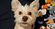 Honey is registered to the contest to win money with this photo: dog, puppy, small_dog, chihuahua, pet, animal, canine, pointy_ears, brown_fur, cream_fur, pink_collar, collar, sitting, portrait, close_up, cute, alert, indoors, stuffed_animals, black_background
